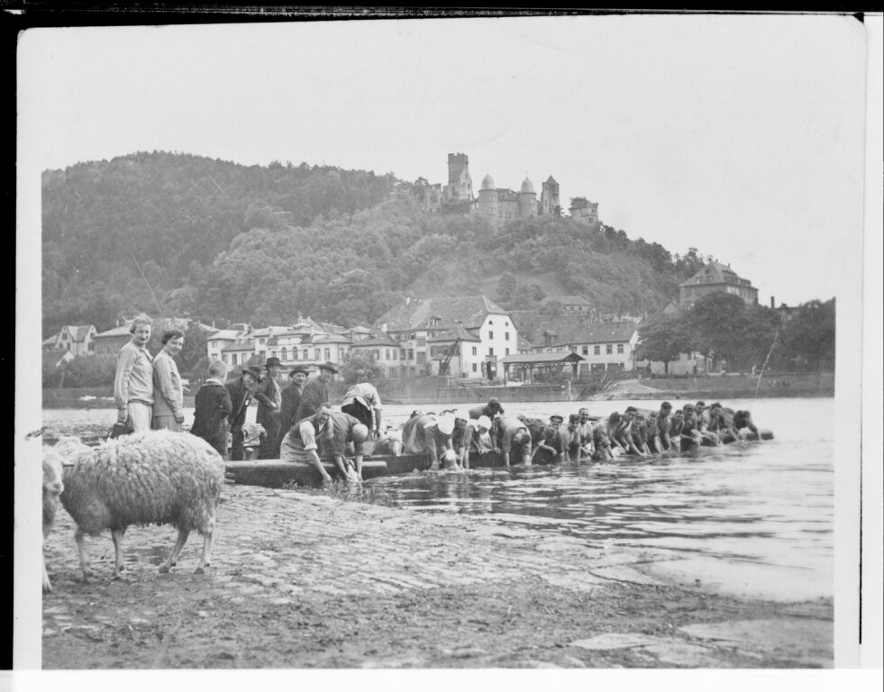 Auch Unterwittbacher Schafe wurden im Main bei Kreuzwertheim gewaschen, 1930