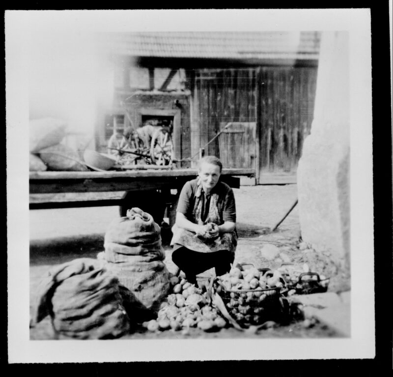 Ünnewüttwi im Wandel des 20. Jahrhunderts – 1953 Kartoffelschneiden vor dem Legen