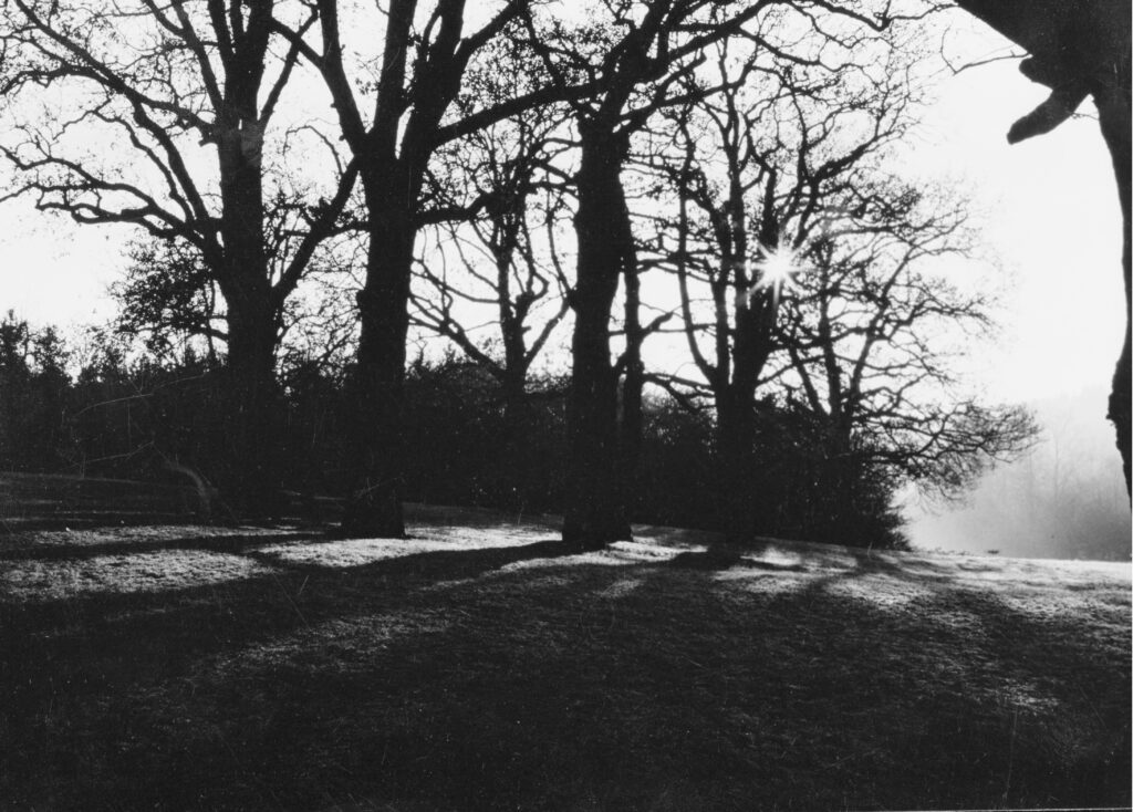 Die Eichen am südlichen Ortsausgang 1989